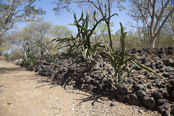 Foto van The wall surrounding Cihuatán is partly overgrown by vegetationCihuatán - El Salvador