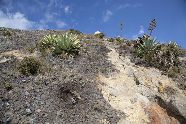 Foto van Looking up the higher slopes of the Santa Ana volcanoSanta Ana vulkaan - El Salvador
