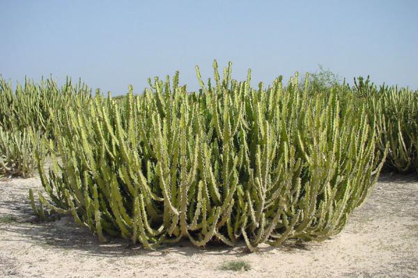 Picture of Dahlak archipelago (Eritrea): Cactus on Assarca island, Red Sea