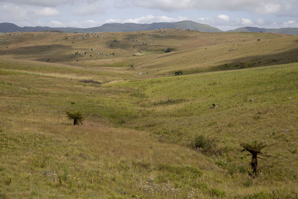Landscape with a few ferns and mountains in the distance in Malolotja National Park | Malolotja National Park | Eswatini
