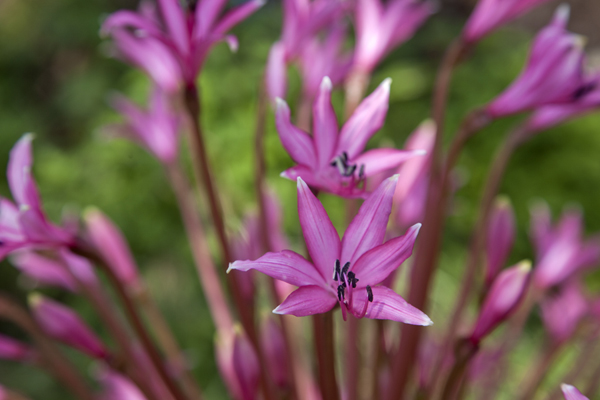 Picture of Close-up of one of the pink candelabra flowers common in Malolotja ParkMalolotja - Eswatini