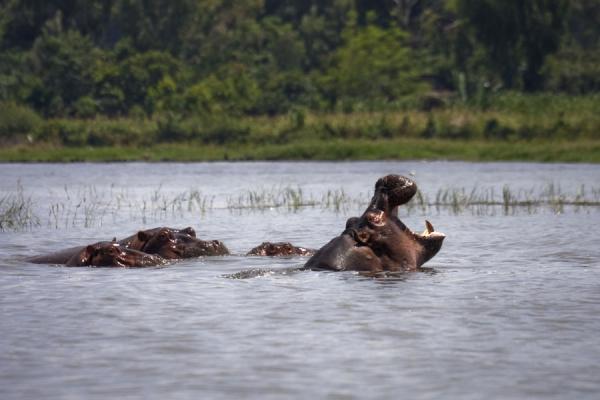 Picture of Awassa (Ethiopia): Sigh - a pod of hippos in Lake Awassa