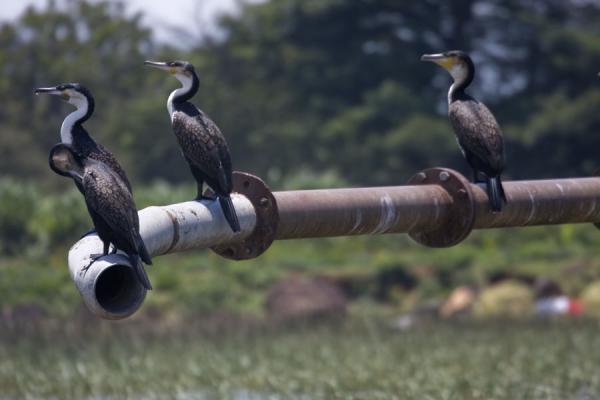 Picture of Egrets having a break on a pipe over Lake Awassa