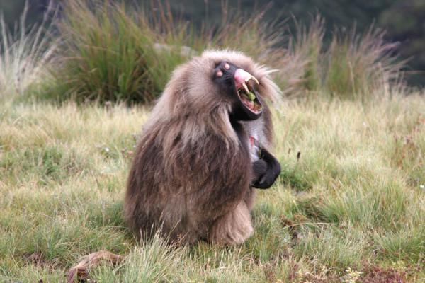Picture of Gelada baboon chewing grass and showing off his teeth