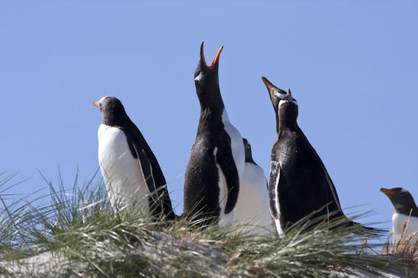 Small group of Gentoo penguins singing on a dune on Carcass Island | Carcass Island | Falkland Islands (Malvinas)