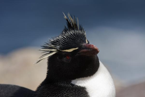 Picture of New Island (Falkland Islands (Malvinas)): The cute face of a rockhopper penguin is sure to endear anyone