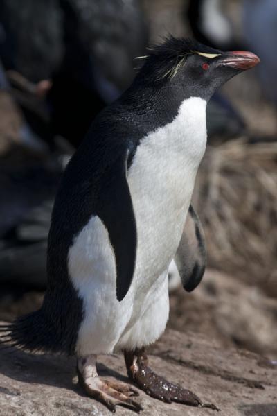 Picture of New Island (Falkland Islands (Malvinas)): One of the many rockhopper penguins in the rookery of New Island
