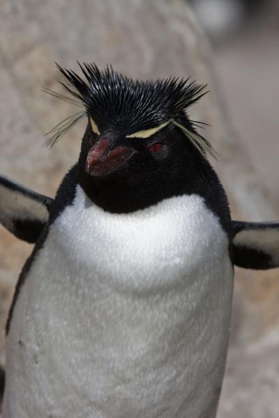 Foto van Cute rockhopper penguin with its typical red eyesNew Island - Falklandeilanden
