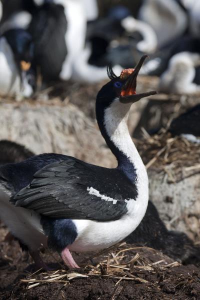 Foto van Blue-eyed cormorant singing in the rookery of New IslandNew Island - Falklandeilanden