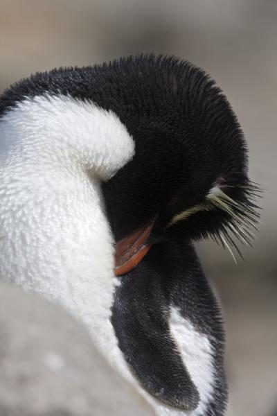 Foto van Rockhopper penguin cleaning itselfNew Island - Falklandeilanden
