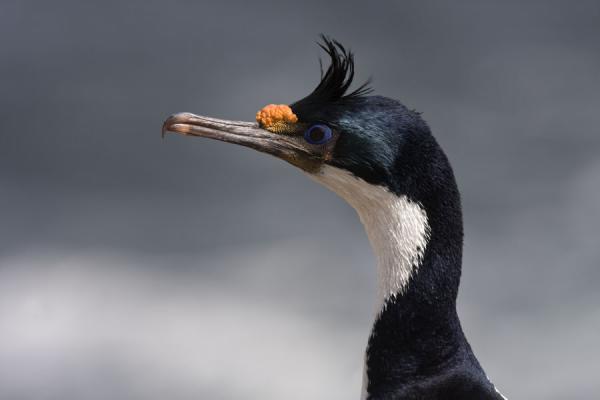 Foto van Close-up of the remarkable head of a blue-eyed cormorantNew Island - Falklandeilanden