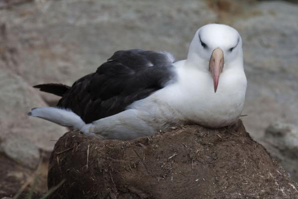Foto van Black-browed albatross on nest at New Island rookeryNew Island - Falklandeilanden