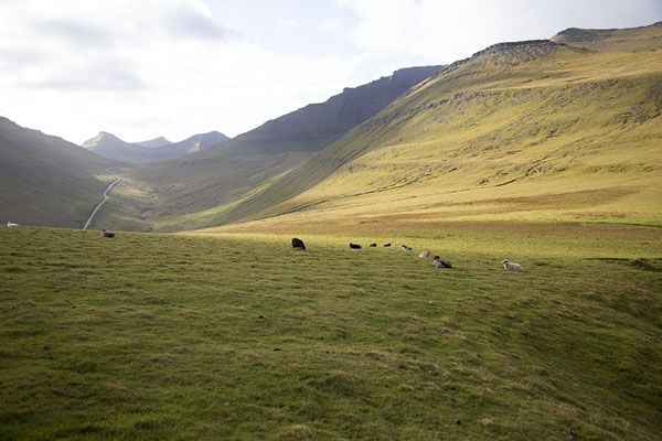 Picture of The green slopes above GjógvGjógv - Faroe Islands