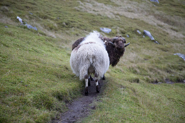 Picture of Two fat goats on the trail between Saksun and TjørnuvikSaksun Tjørnuvik Hike - Faroe Islands