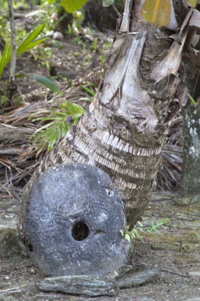 Picture of Palm tree trunk with stone money