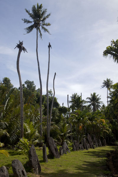Row of stone money with tall palm trees towering high above the stone money bank of Gilman | Gilman stone money bank | Federated States of Micronesia