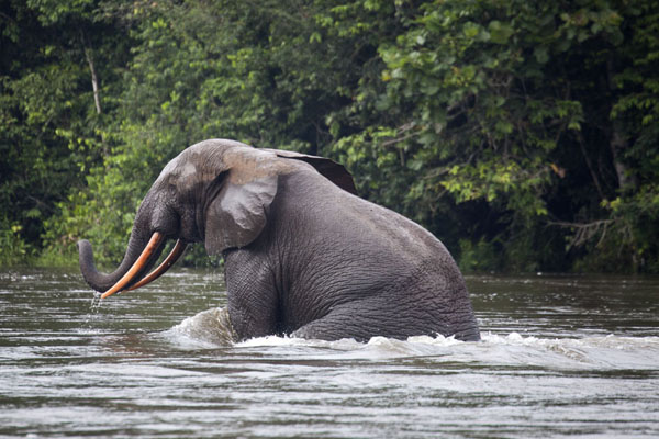 Picture of Elephant emerging from the riverKessala - Gabon