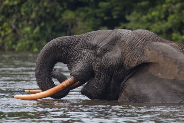 Picture of Elephant retracting his trunk after drinking waterKessala - Gabon