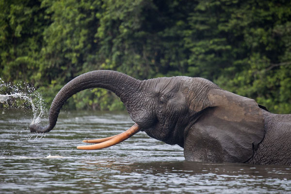 Picture of Elephant drinking the river waterKessala - Gabon