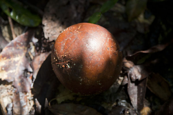 Picture of One of the many fruits on the floor of the tropical forestKessala - Gabon