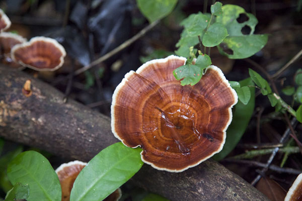 Picture of One of the mushrooms in the forestNyonié - Gabon