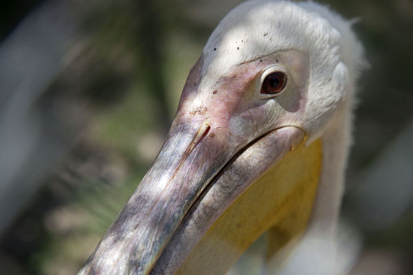Foto van Gambia (Pelican in close-up in Abuko Reserve)