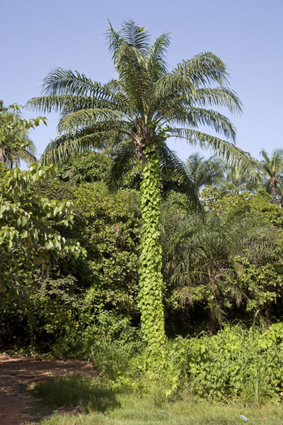 Picture of Palm tree covered in the leaves of a plantSerekunda - Gambia