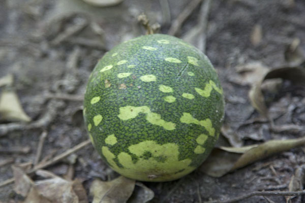 Picture of Fruit lying on the forest floor in the parkSerekunda - Gambia