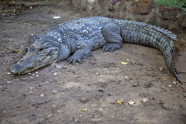Picture of One of the adult Nile crocodiles near the poolKatchikally - Gambia
