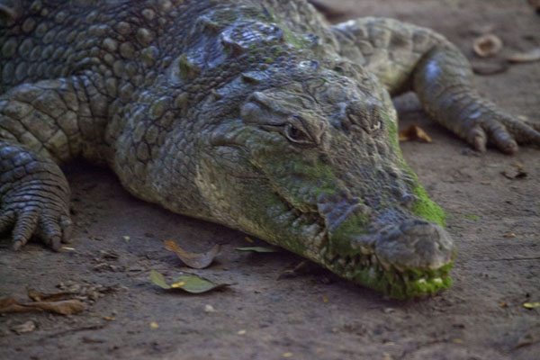 Picture of Close-up of one of the tame crocs at the poolKatchikally - Gambia