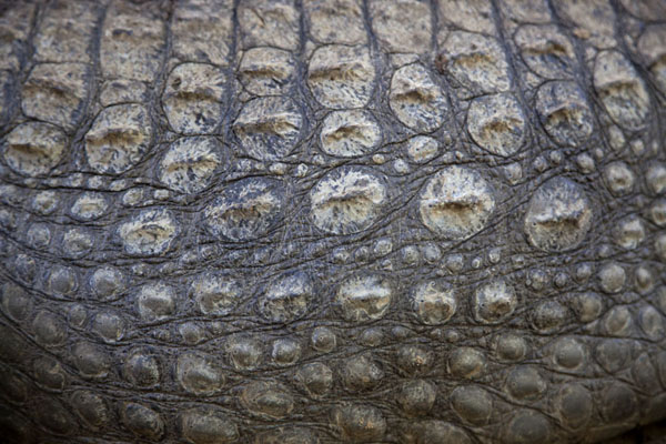 Picture of Close-up of the skin of one of the tame crocs near the poolKatchikally - Gambia