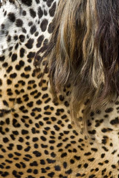 Foto van Leopard skin in Timber market - Ghana - Afrika
