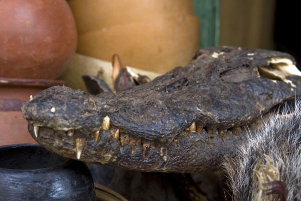 Foto di Ghana (Dried crocodile head waiting to be bought and used)