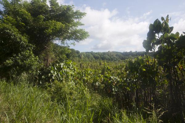 Foto van The countryside around Lake Antoine is full of vegetationLake Antoine - Grenada