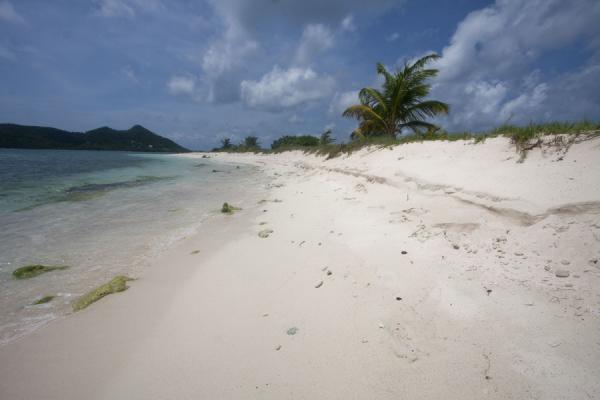 Palm tree topping the white beach of Sandy Island | Sandy Island | Grenada