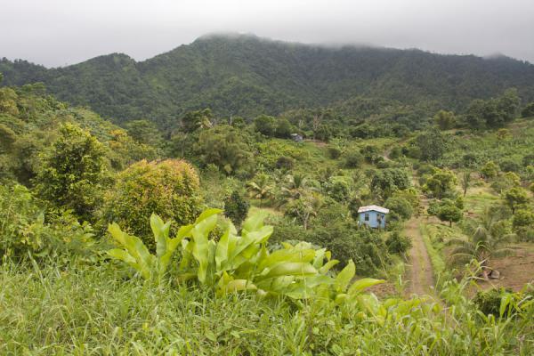 Picture of Lush vegetation where the trail to the Seven Sisters waterfalls starts - Grenada - Americas