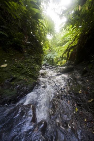 Picture of River running down Honeymoon FallsGrand Etang National Park - Grenada