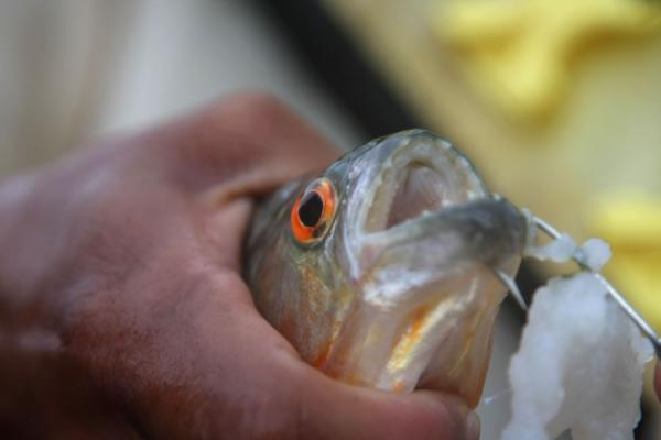 Foto van Piranha caught from one of the small rivers in the Iwokrama rainforestIwokrama - Guyana