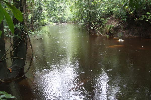Photo de Creek on the way to Kaieteur FallsKaieteur - Guyana