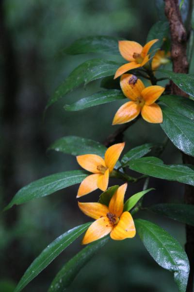 Luscious lips can be found everywhere in the rainforest | Kaieteur par terre | Guyana
