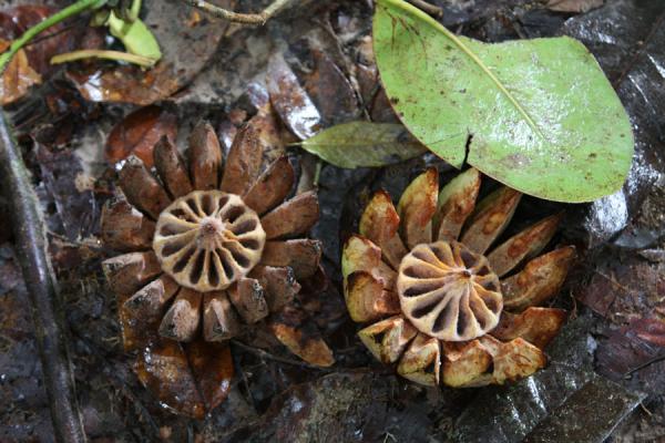 Foto van Fruits of the rubber plant in the rainforestKaieteur - Guyana