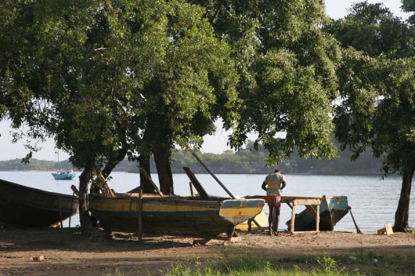 Picture of Labadie: boats under a tree - Haiti - Americas
