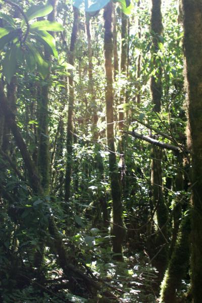 Photo de Honduras: the trees formed a solid, green wall all around me - Honduras - Amérique