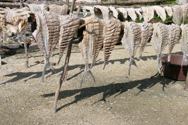 Foto van Suc Suc Key: fish hanging to dry - Honduras - Amerika