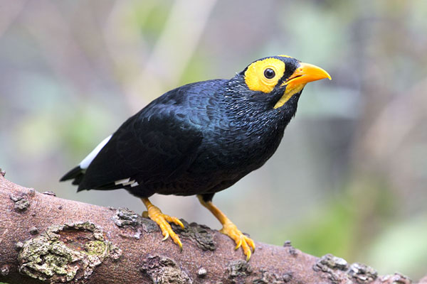Picture of Yellow-faced myna on a branch in the aviaryHong Kong - Hong Kong