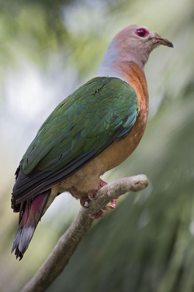 Picture of Hong Kong Park (Hong Kong): An emerald dove sitting on a branch of a tree in the Edward Youde aviary