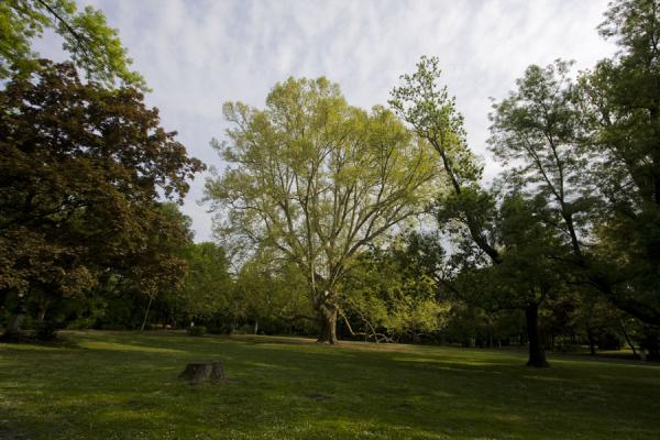 Picture of One of the big trees on Margaret Island