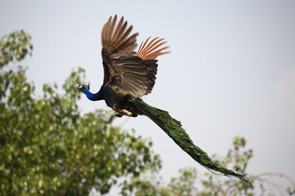 Picture of Peacock taking off from Nicholson Cemetery - India - Asia
