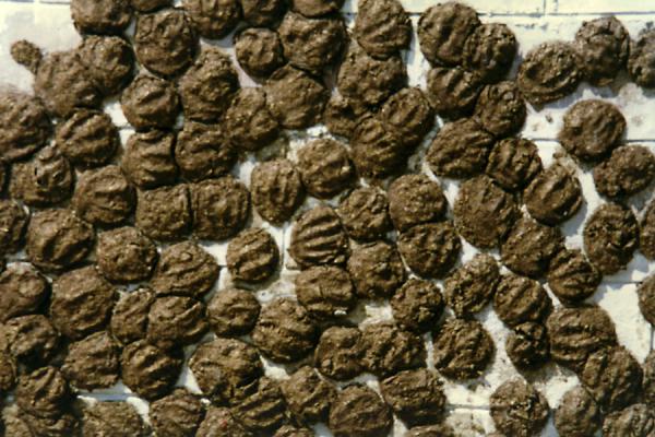 Picture of Varanasi (India): Drying dung in Varanasi