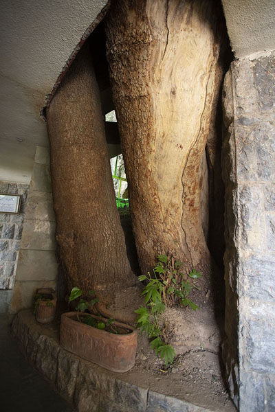 Foto van The willow inside the shrine, according to legend the cane used by princess Nikbanu to ascend the mountainChak Chak - Iran